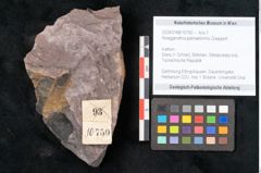 Foto (Objekt + Etikett) von Noeggerathia palmaeformis Goeppert (NHMW-GEO-2024-0188-10750)